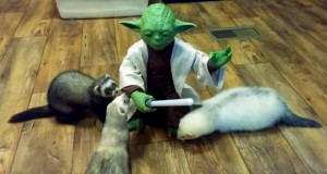 可愛いぞ！ヨーダに立ち向かう３匹のフェレット！