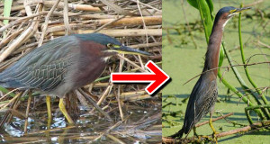 面白すぎる鳥！首は伸びるし釣りもするアメリカササゴイ！