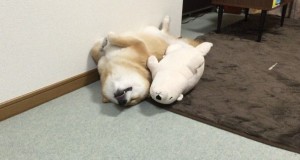 超ラブリー！仰向けでアザラシと寝る柴犬！