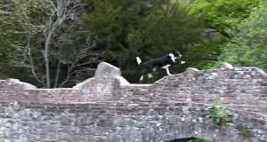 パルクールするコリー犬！飛んだり跳ねたり走ったり！