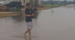 泳いでいるフリをする犬