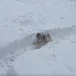 愛する子犬のために雪の迷路を作ったよ！