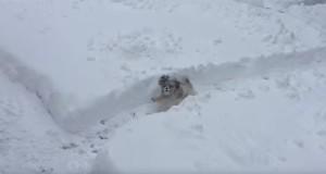 愛する子犬のために雪の迷路を作ったよ！