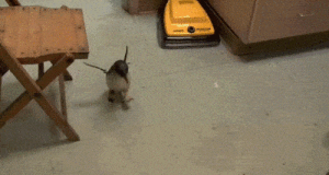 可愛いよ！飼育員さんを発見して超喜ぶペンギン！