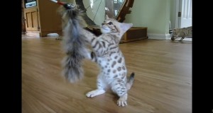 可愛さ余って白さ百倍！スノーベンガルの子猫がきゃわわすぎ！