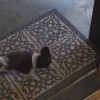 こうでなくては！玄関マットで汚れた足を徹底的に拭く犬！