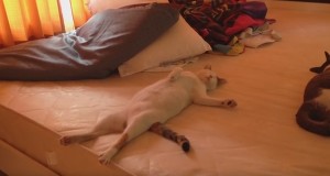 人間みたいにベッドで寝る猫