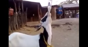 ビンの水をラッパ飲みするヤギ