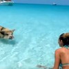 バハマの豚ビーチ！ブタさんと泳げる楽園の島！