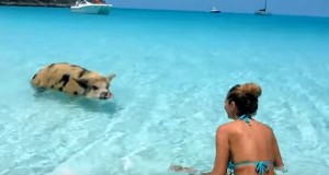 バハマの豚ビーチ！ブタさんと泳げる楽園の島！