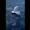 タコがカモメを水中に引きずり込む！怖すぎる捕食動画！