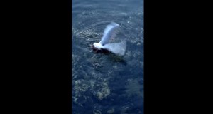 タコがカモメを水中に引きずり込む！怖すぎる捕食動画！