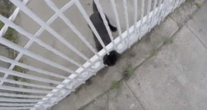 無事救助された猫！フェンスに頭が挟まって抜けられないニャンコ！