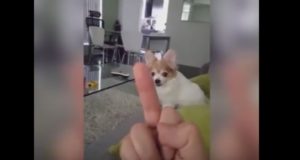 侮辱ゆるさないワン！中指を立てると怒る犬！