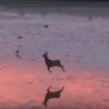 幻想的！朝のビーチで跳ねる小鹿！