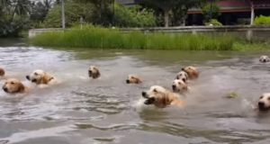 泳ぐ16匹の犬！飼主と一緒に泳ぐゴールデンレトリバー！