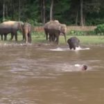 子供の象さん！川で流されている男性を助けようとする！