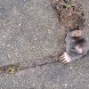 モグラ立往生！舗装タイルの隙間から顔を出すモグラ！