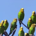 竜巻みたい！野生のセキセイインコの群れ！