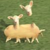 可愛い羊の動画かと思って再生したら、羊が増殖するキモイＣＧ作品だった！