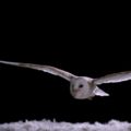 凄いぞメンフクロウの静寂飛行！音も風も立てずに飛べるんだ！