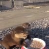 きゃわわすぎなカワウソの子供2匹にゴハンをあげるフランク・クエスタ! きゃわわすぎなカワウソの子供2匹にゴハンをあげるフランク・クエスタ!
