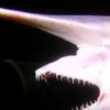 恐怖の深海サメ！アゴが飛び出しすぎるミツリクザメ！