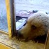 窓の外にクマさんが居たらロシアではクッキーを与えるらしい！