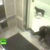 犬のエレベーター事故。犬を愛する全ての人に見ておいてもらいたい! 犬のエレベーター事故。犬を愛する全ての人に見ておいてもらいたい!