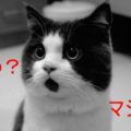 【珍しい猫の画像】どんな時も驚いている表情のニャンコ