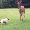 犬vs鹿！ボクの庭から出て行け！野性の鹿を追い払おうとするフレンチブルドッグ！