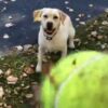 何度も枯葉の山に飛び込む犬！ボール探しが面白いんだってさ！