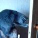 ご主人様の命令でドアを閉める猫！(扉を閉めるネコのGIFを３つ)