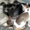 犬と猫と猿が仲良しすぎる！