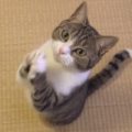 お願いする猫！「おやつちょうだい」と両手を合わせて拝むようにお願いするネコ！
