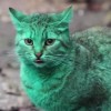 エメラルドグリーンの猫あらわる！誰の仕業だ→緑の塗料の上で寝てただけ！