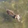 豹柄で愛らしいベンガル子猫がスイスイ泳ぐ！