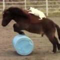 犬が馬を乗りこなす！？馬に乗って障害物を飛越しちゃう犬！