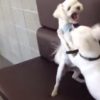 白い犬達のケンカを仲裁する白い犬