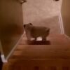 滑りやすい階段を慎重に登る犬 滑りやすい階段を慎重に登る犬