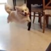 ジャンプしてソファに激突する犬