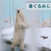 立って歩く白熊！人間っぽくて大人気のホッキョクグマが釧路市動物園に！