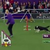 ドッグレースで感動!チャンピオン犬、ボーダーコリーが凄まじい速度でコースを走る! ドッグレースで感動!チャンピオン犬、ボーダーコリーが凄まじい速度でコースを走る!