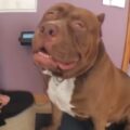 巨大すぎる犬！173ポンド78kgのピットブルが大きすぎて怖い！
