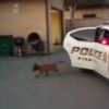 なんか可愛い！生後１４週間の警察犬が犯人確保訓練！