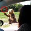 片手で食パンをキャッチする熊さん！