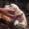 真夜中の犬レスキュー!おびえた犬を救出するカリフォルニアマルタレスキュー! 真夜中の犬レスキュー!おびえた犬を救出するカリフォルニアマルタレスキュー!