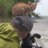 動物写真家、岩合光昭さんの頭に乗る猫! 動物写真家、岩合光昭さんの頭に乗る猫!