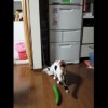キュウリに驚く猫