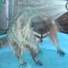 アライグマ洗われる アライグマ洗われる
